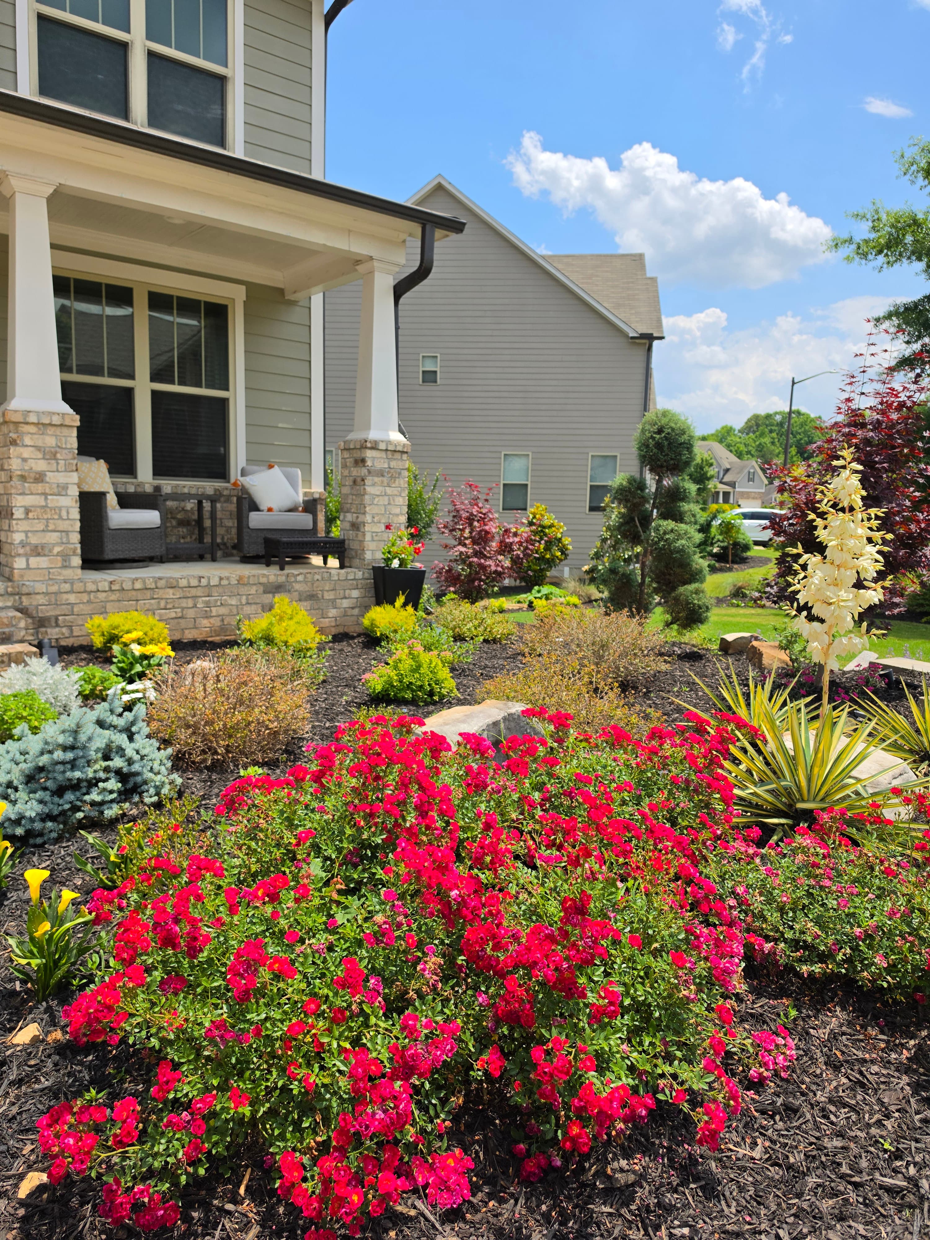 Vibrant pink roses and lush landscaping in front of a suburban home's porch.