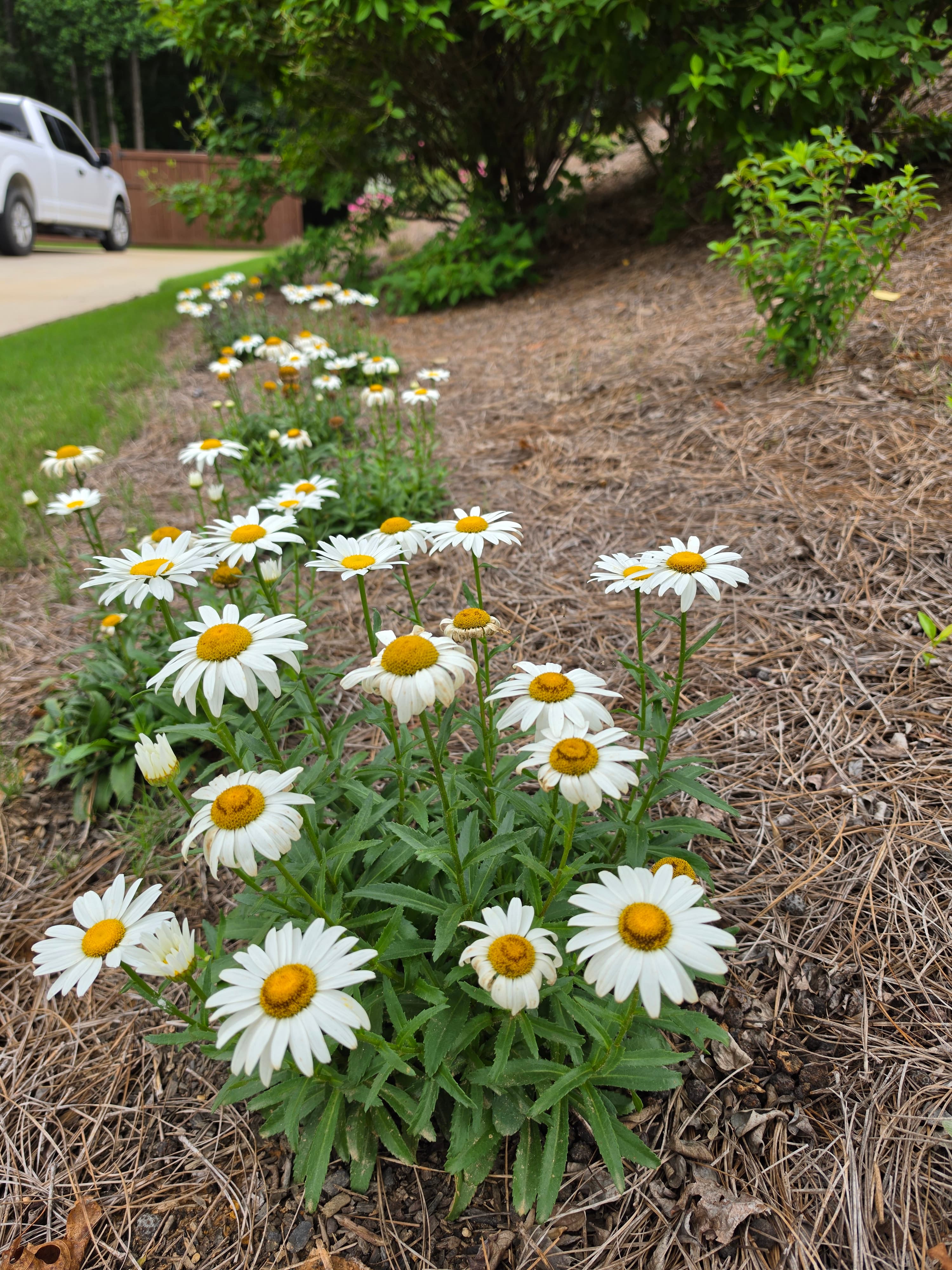 White daisies with yellow centers bloom in a garden bed covered with brown pine straw.