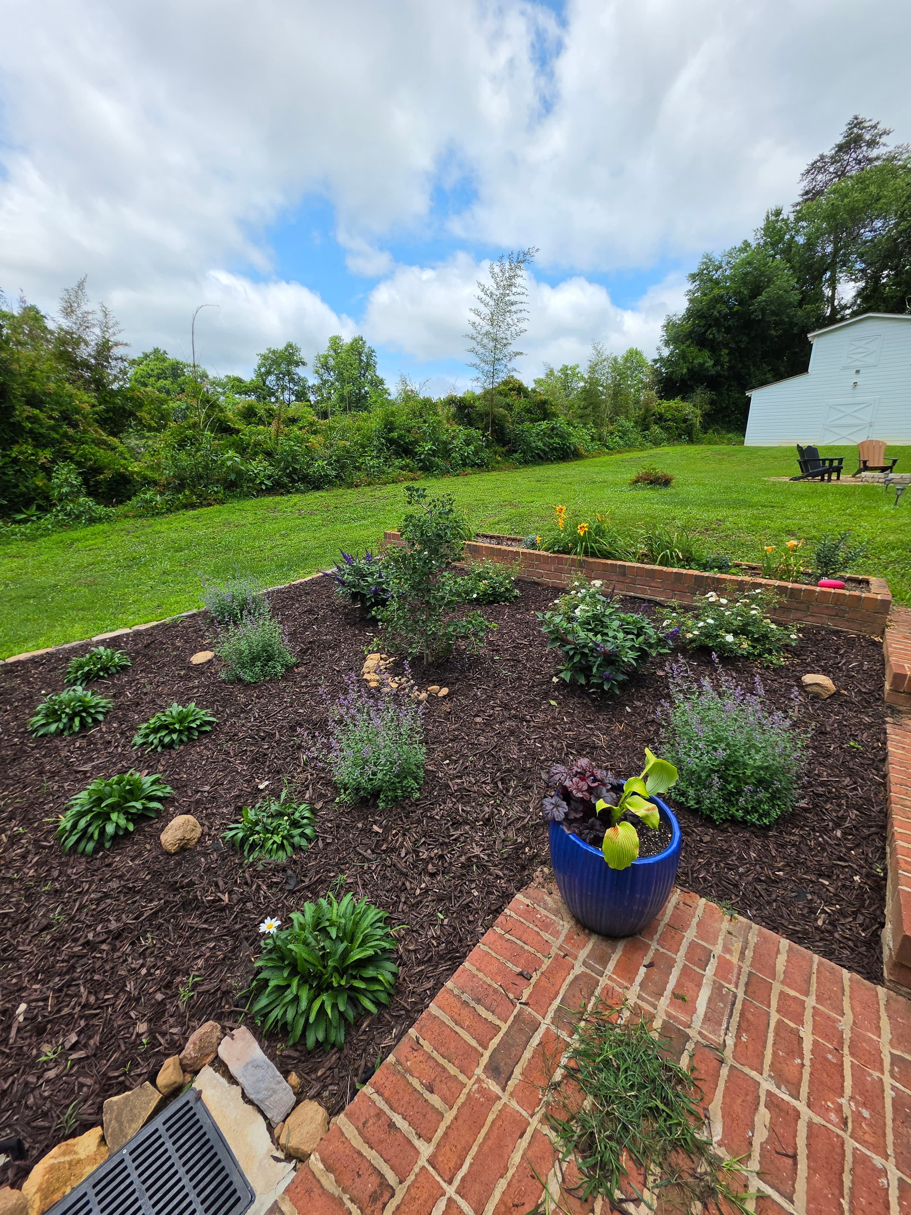 Mulched garden bed featuring purple flowers, a blue pot, and a white barn background.