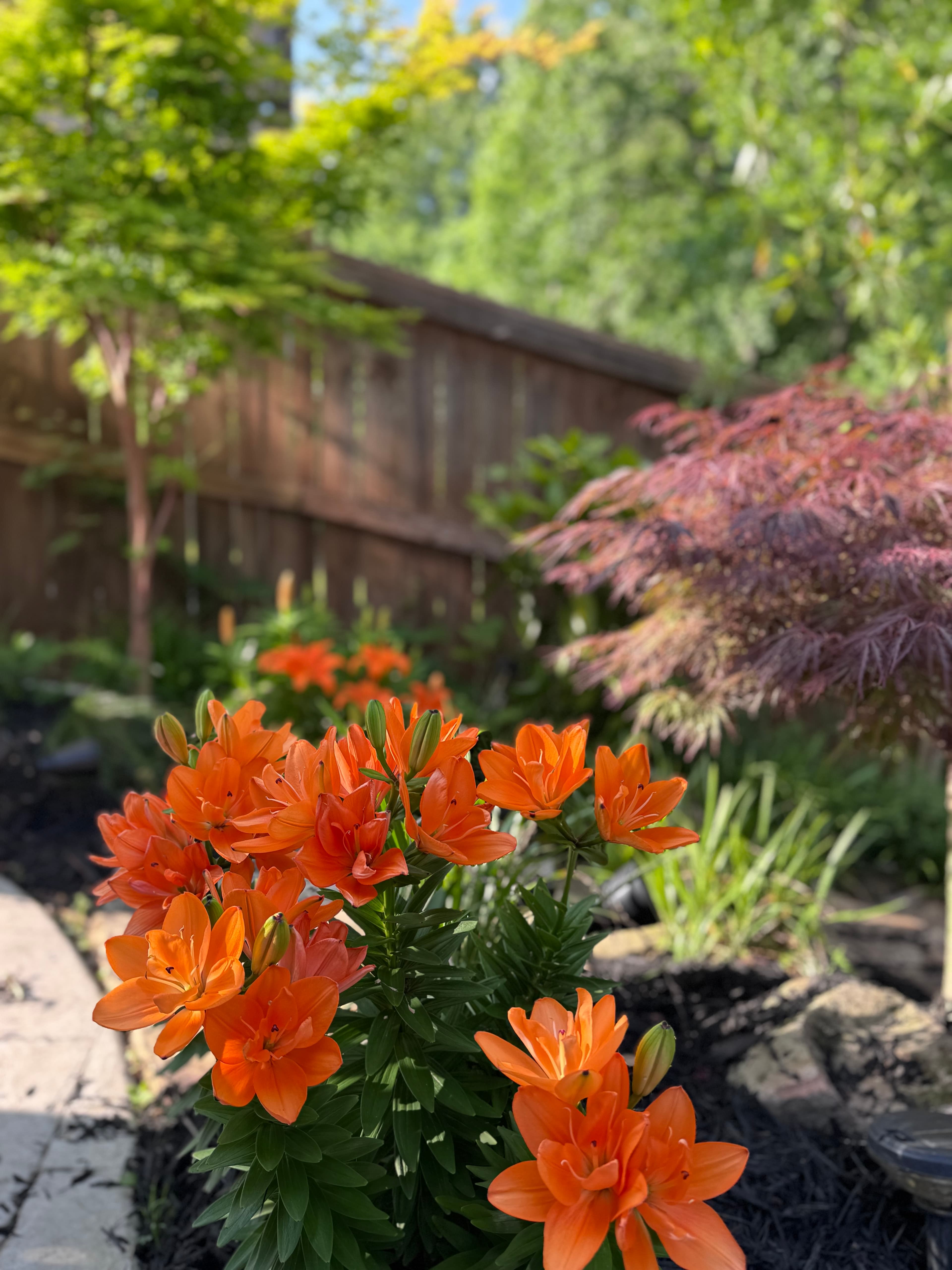 Vibrant orange lilies bloom in a sunny garden with a wooden fence and green trees.