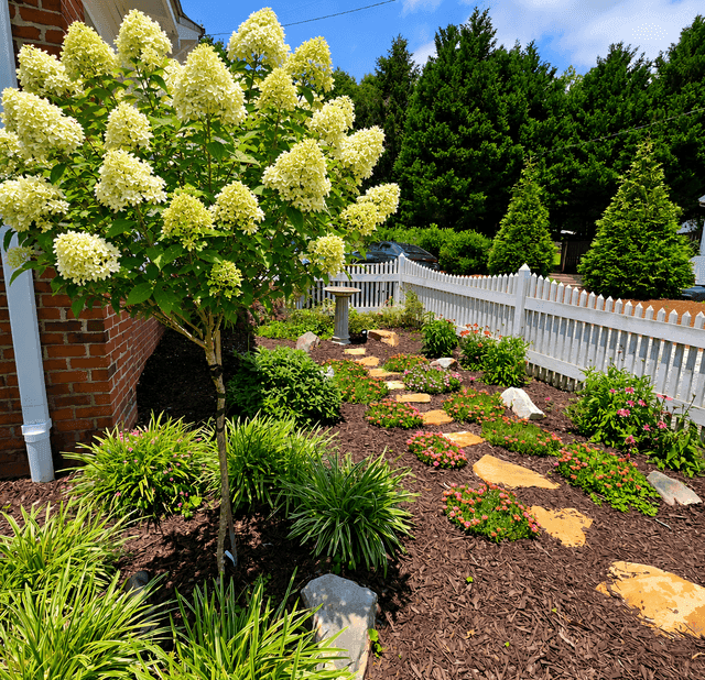 Blooming hydrangea tree in a mulched garden with stepping stones and a white picket fence.