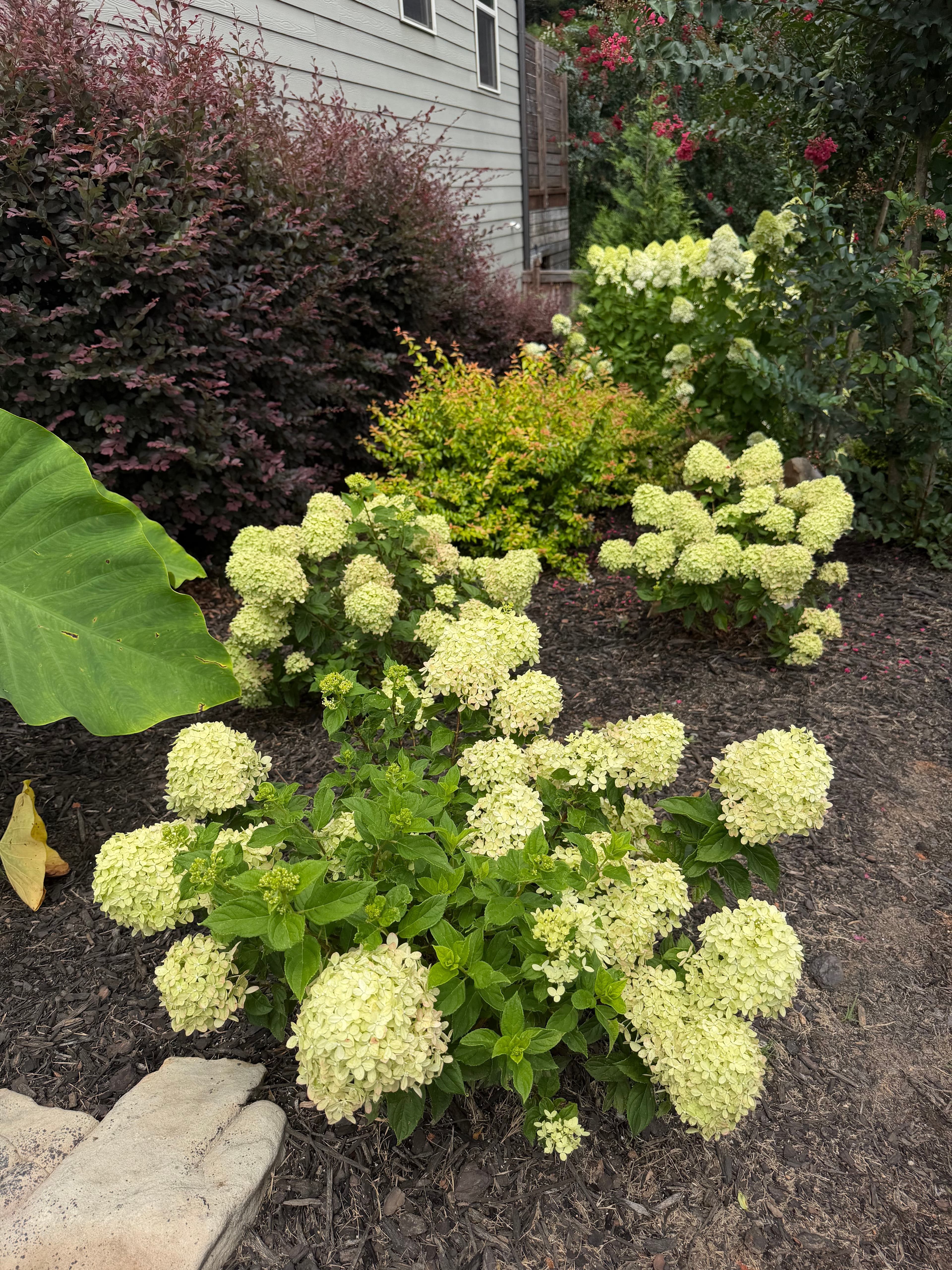 Pale green hydrangea bushes bloom in a garden bed with dark mulch and shrubs.