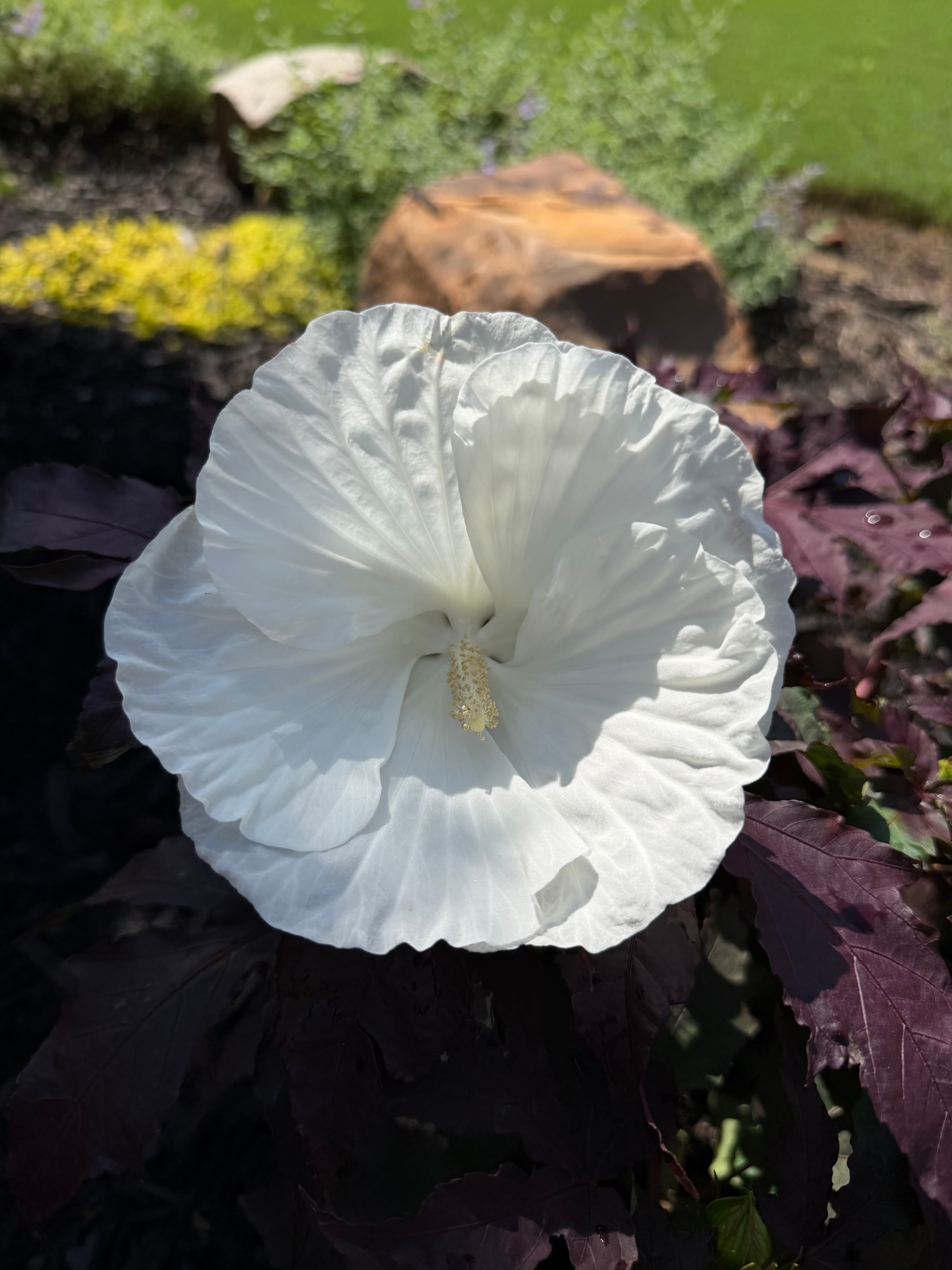 Large white hibiscus flower with ruffled petals and yellow stamen against dark purple foliage.