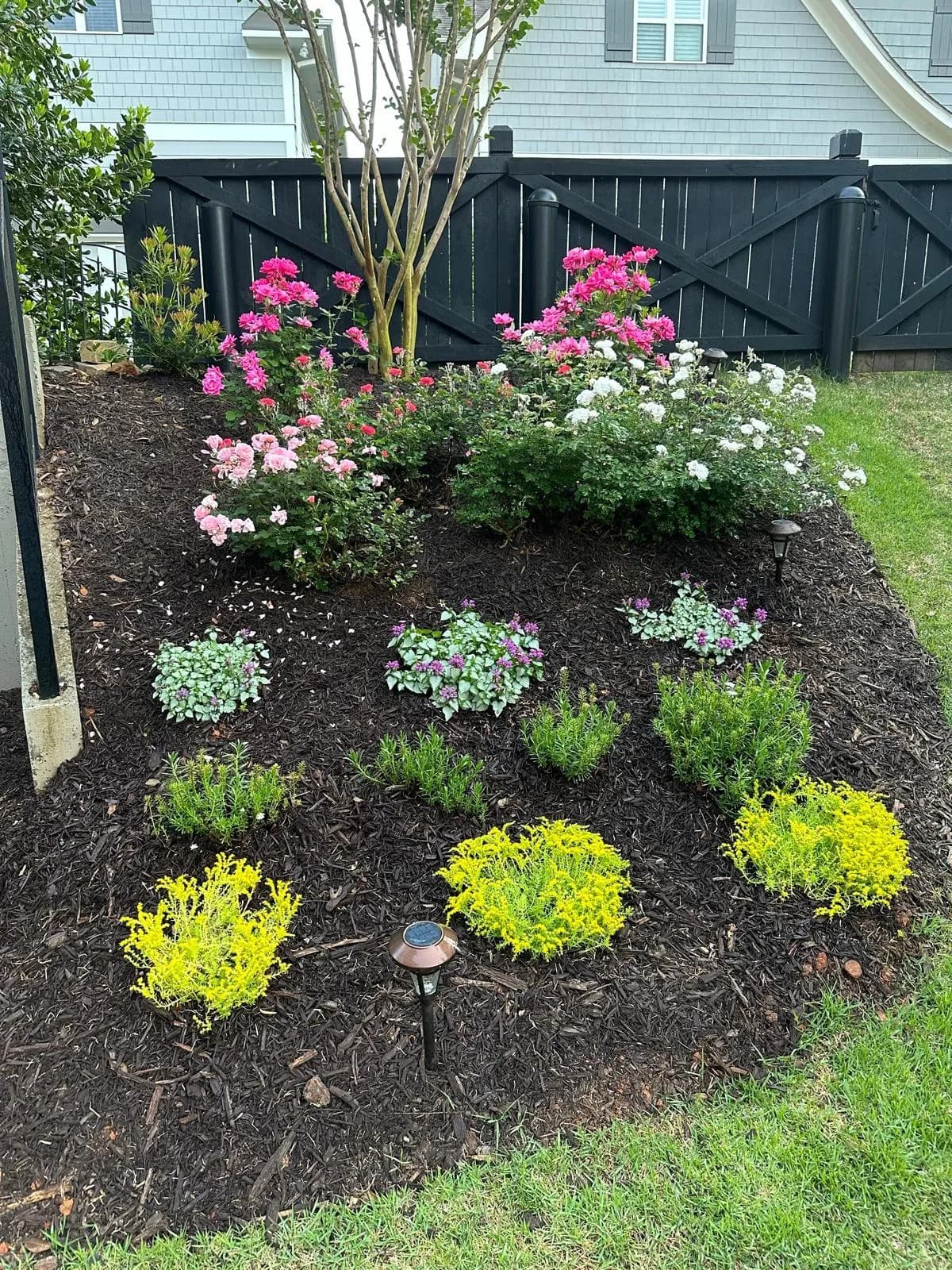 Sloped garden bed with pink roses, white flowers, and bright yellow groundcover on dark mulch.
