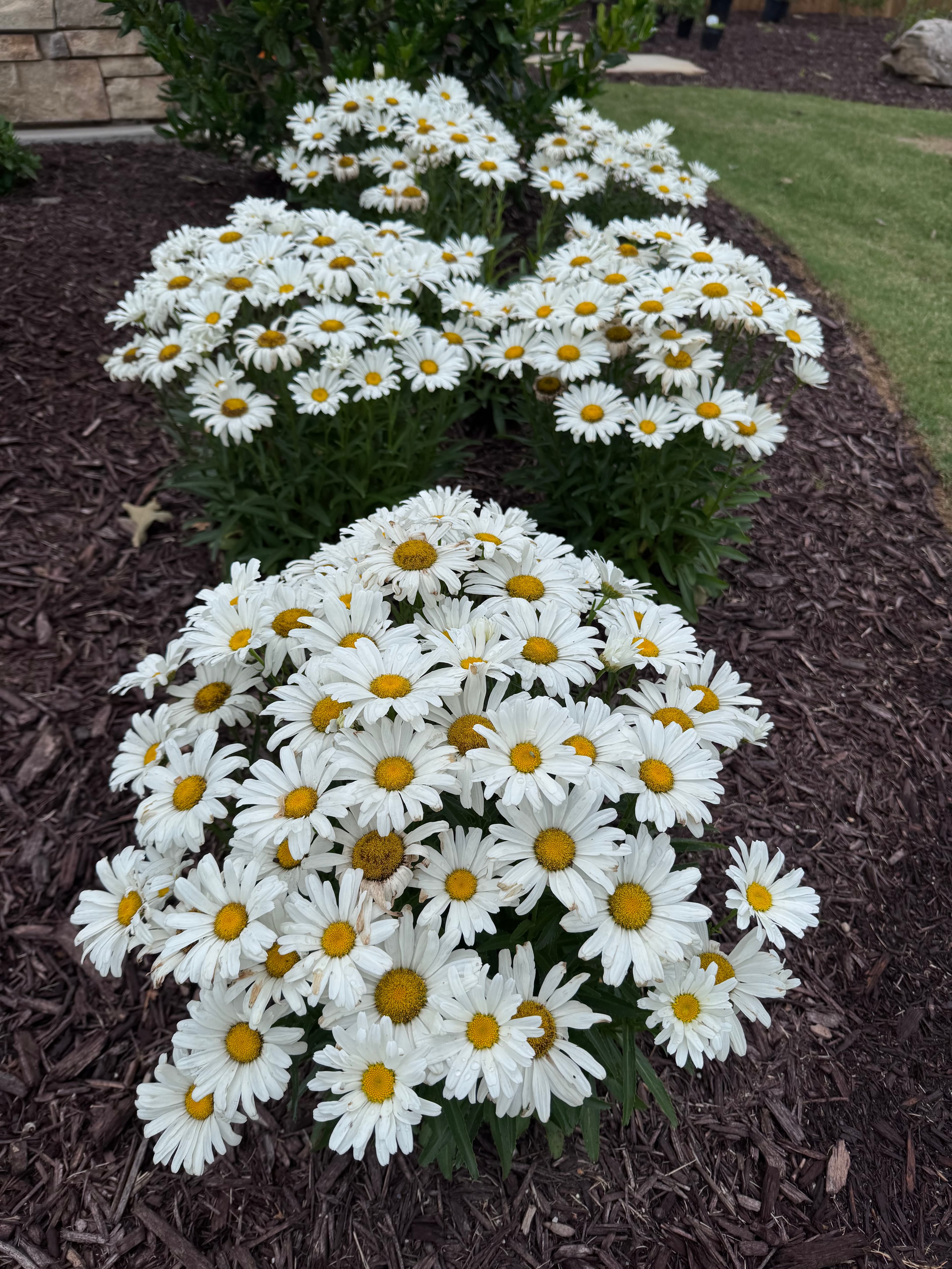 Clusters of white daisies with yellow centers growing in a dark brown mulch garden bed.