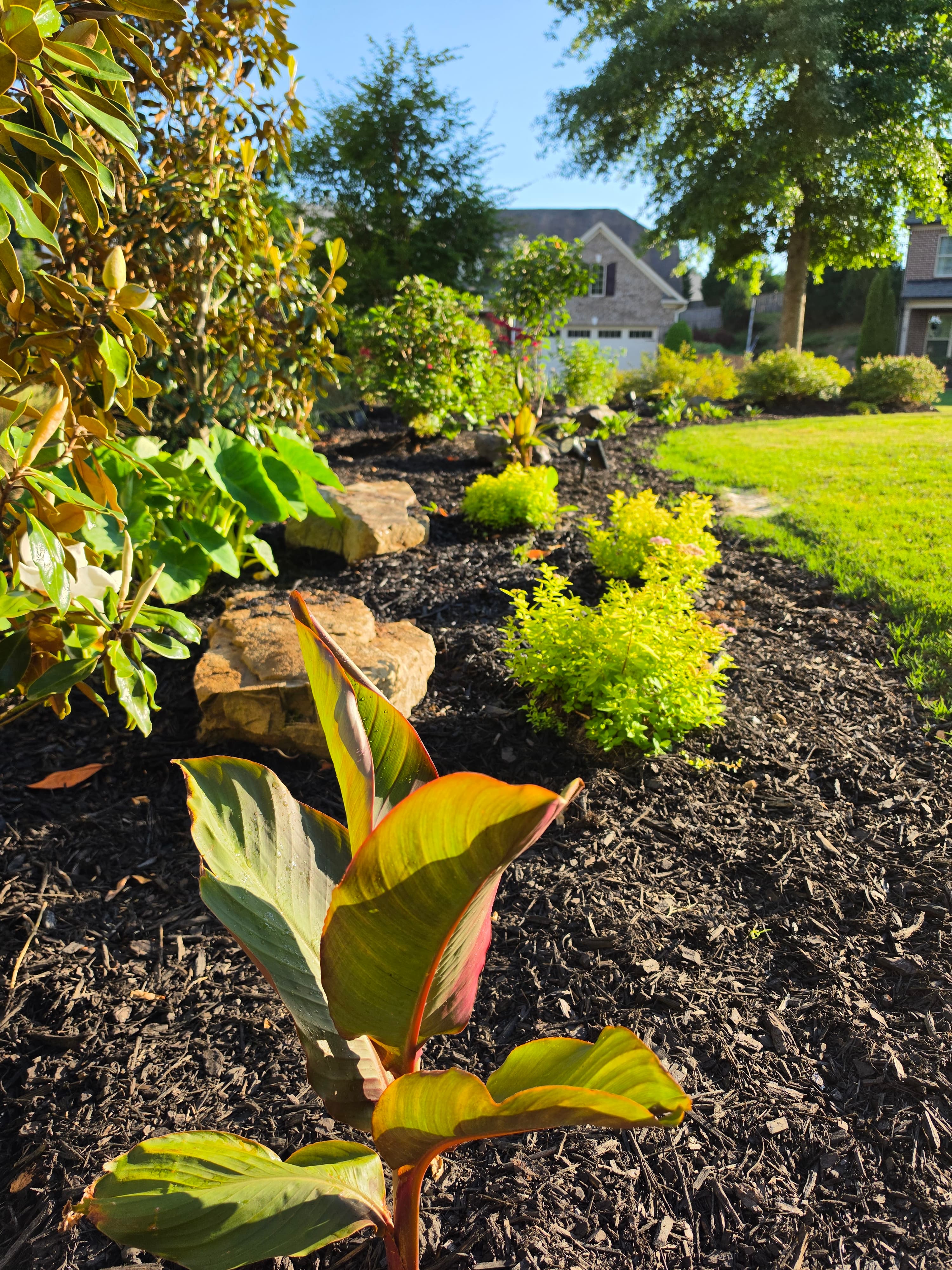 Sunlit garden bed with dark mulch, vibrant shrubs, and a suburban house in the background.